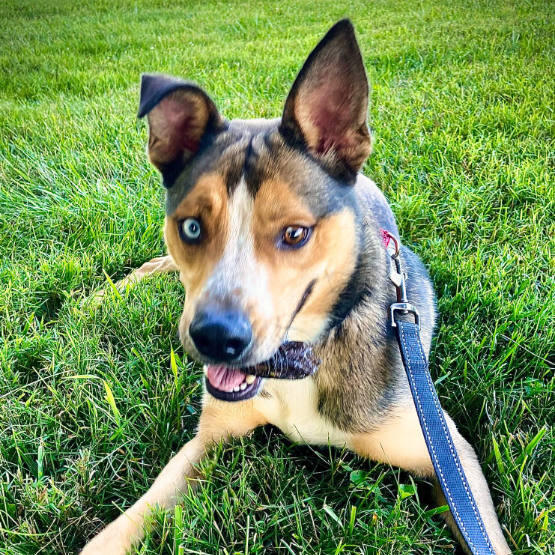 Rusty, male dog in grass a young dog on leash, chewing a bone